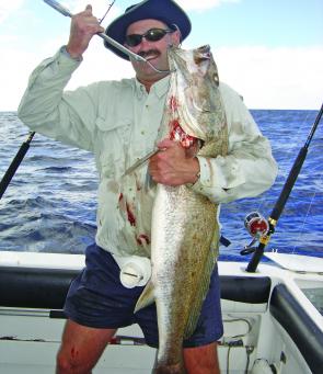 The occasional jew will snaffle a bait on the reefs that was meant for a kingie, amberjack or snapper.